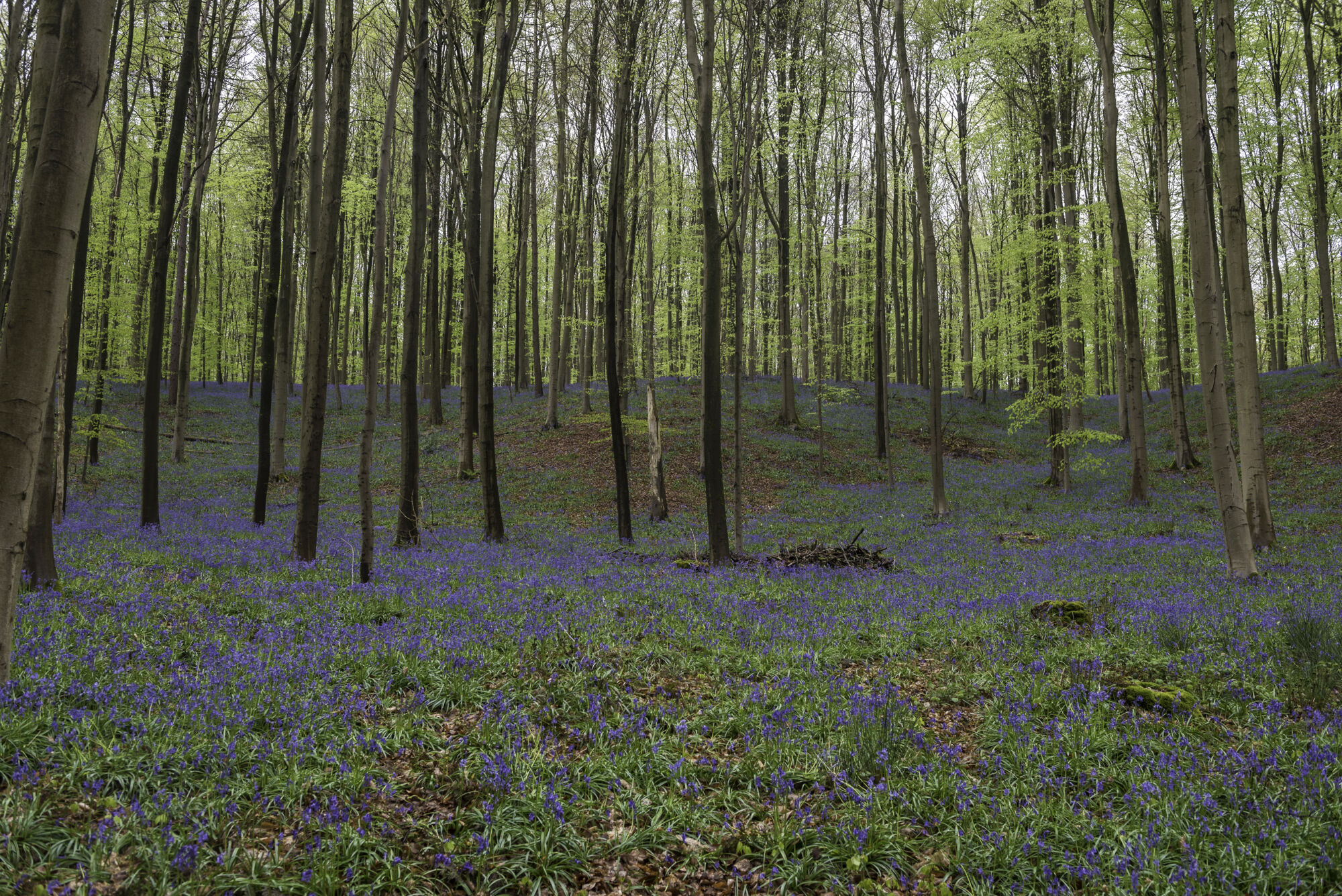 Hallerbos biologie (9).jpg