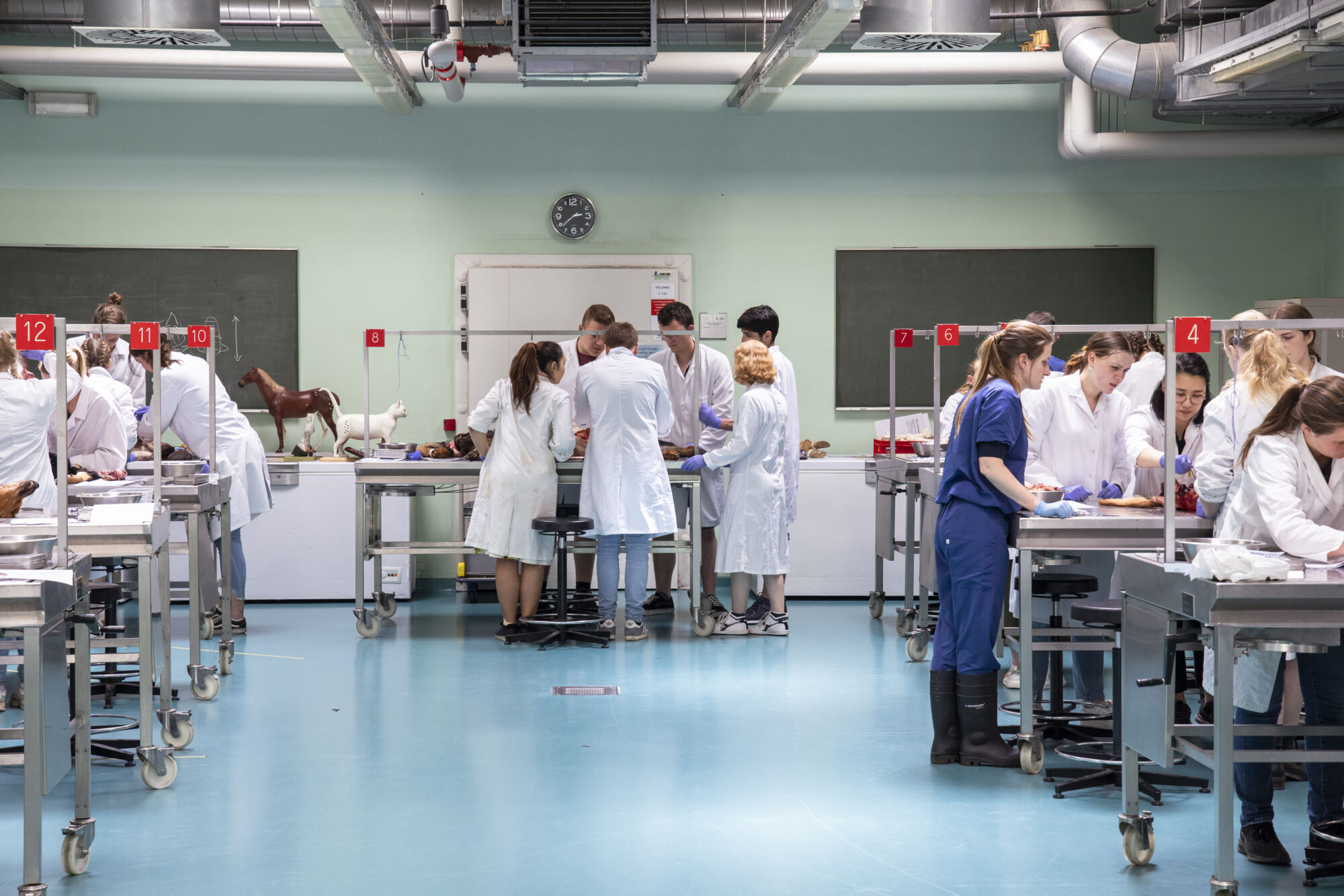 Diergeneeskunde practicum