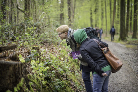 Hallerbos biologie (7).jpg