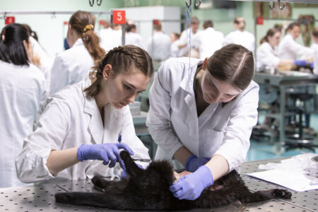 Diergeneeskunde practicum