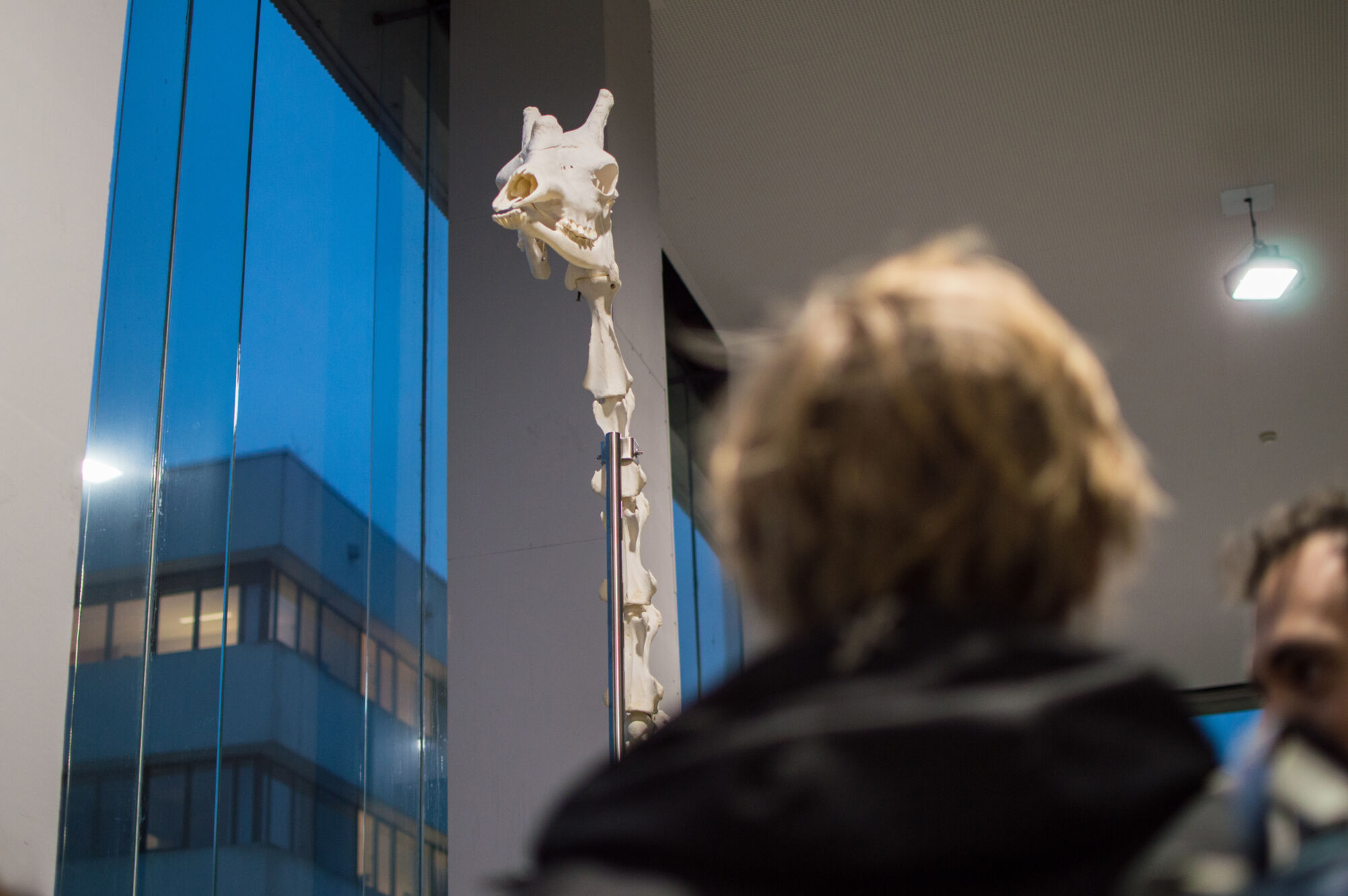 Installatie giraf Dana (22).jpg