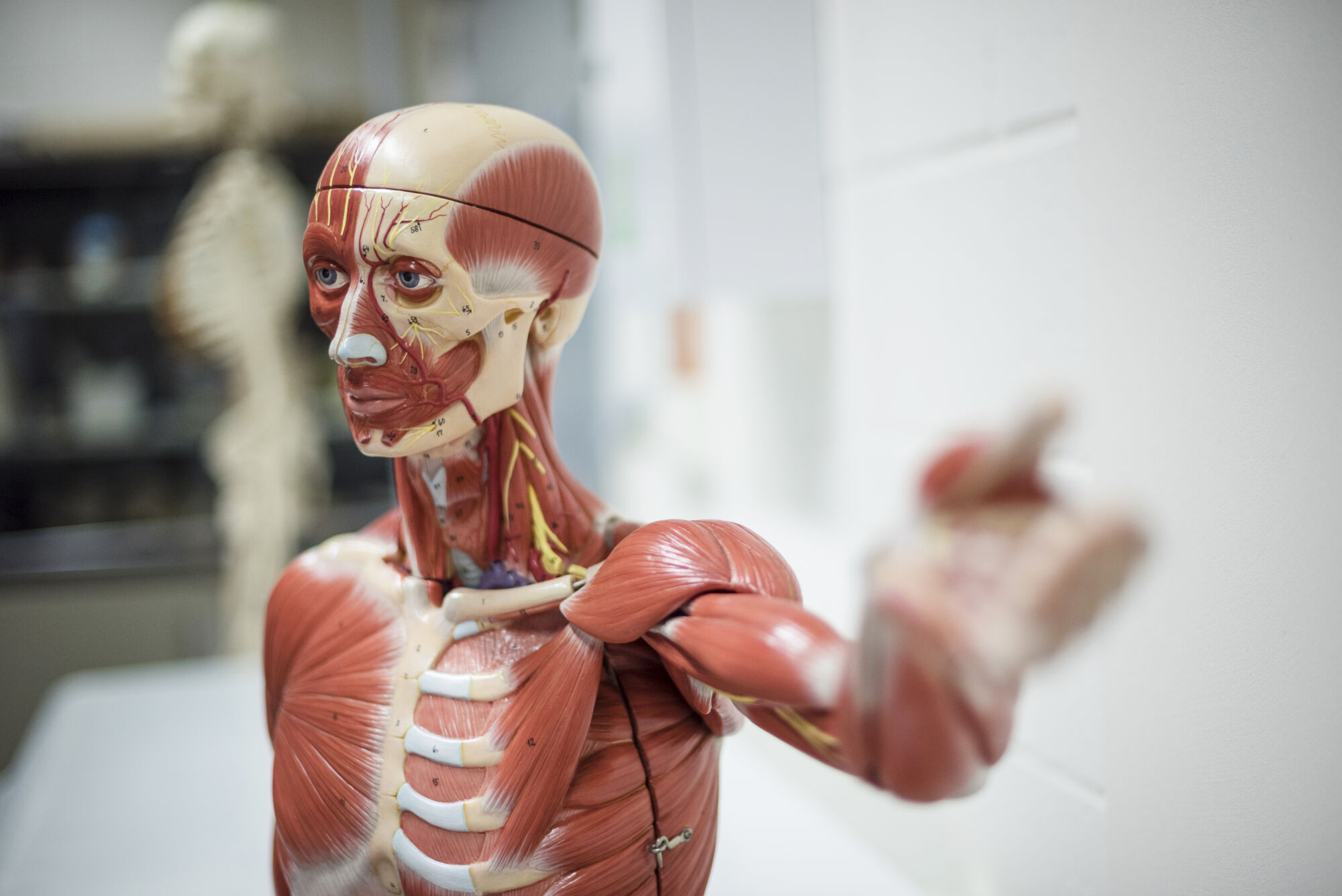 Anatomiepracticum geneeskunde (35).jpg