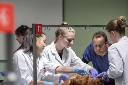 Diergeneeskunde practicum