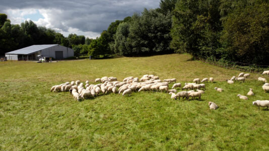 Biodiversiteit UAntwerpen 2021 (13).jpg