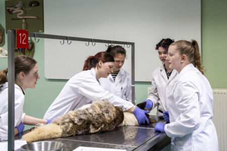 Diergeneeskunde practicum