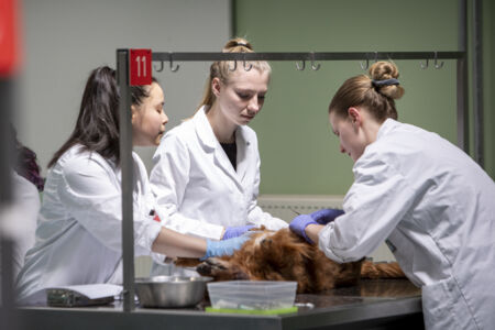 Diergeneeskunde practicum