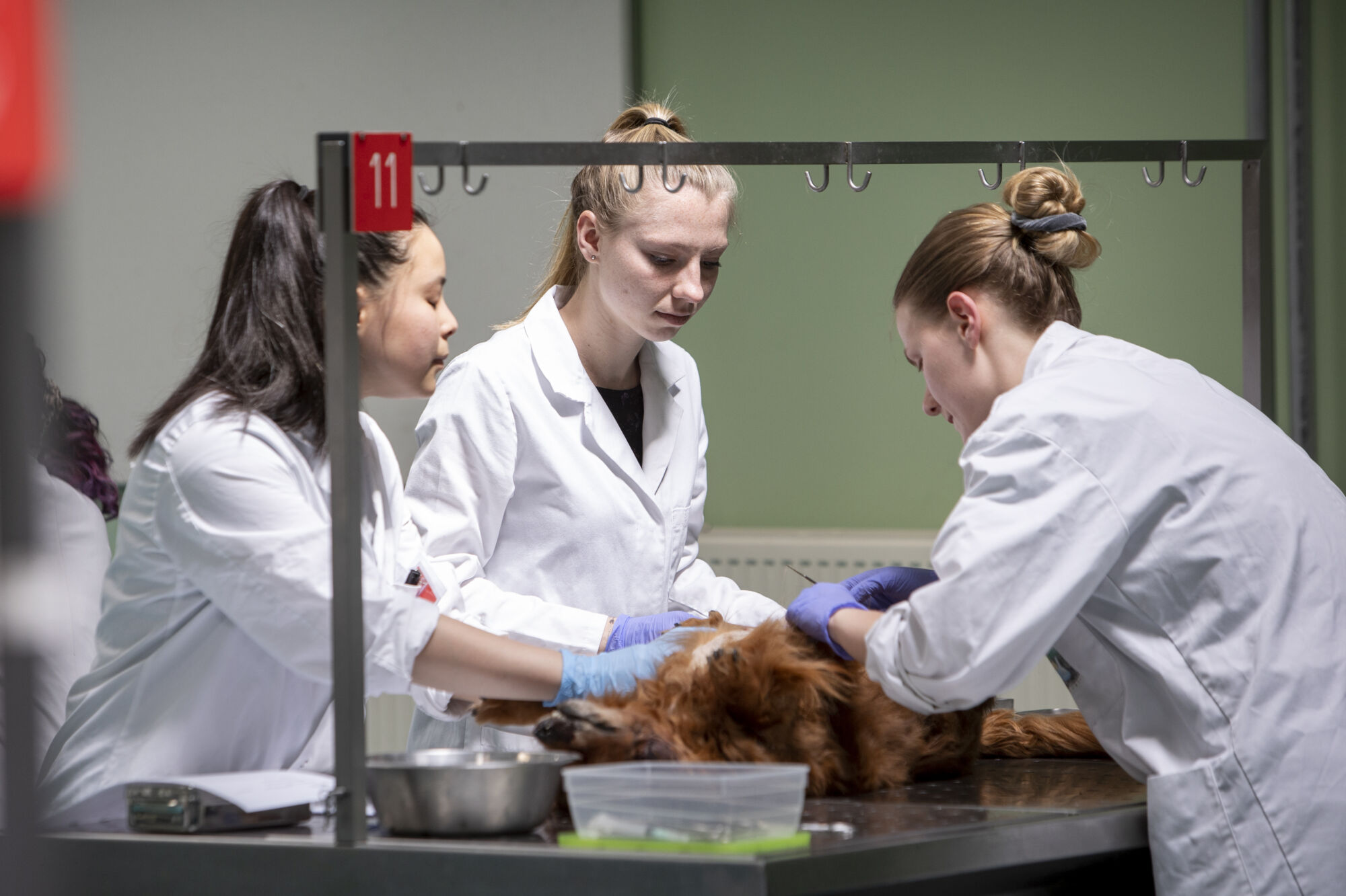 Diergeneeskunde practicum