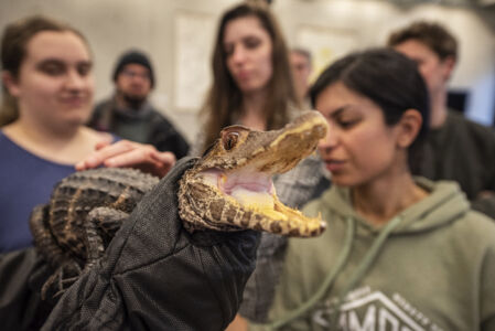 Biologie - amfibieën en reptielen (70).jpg