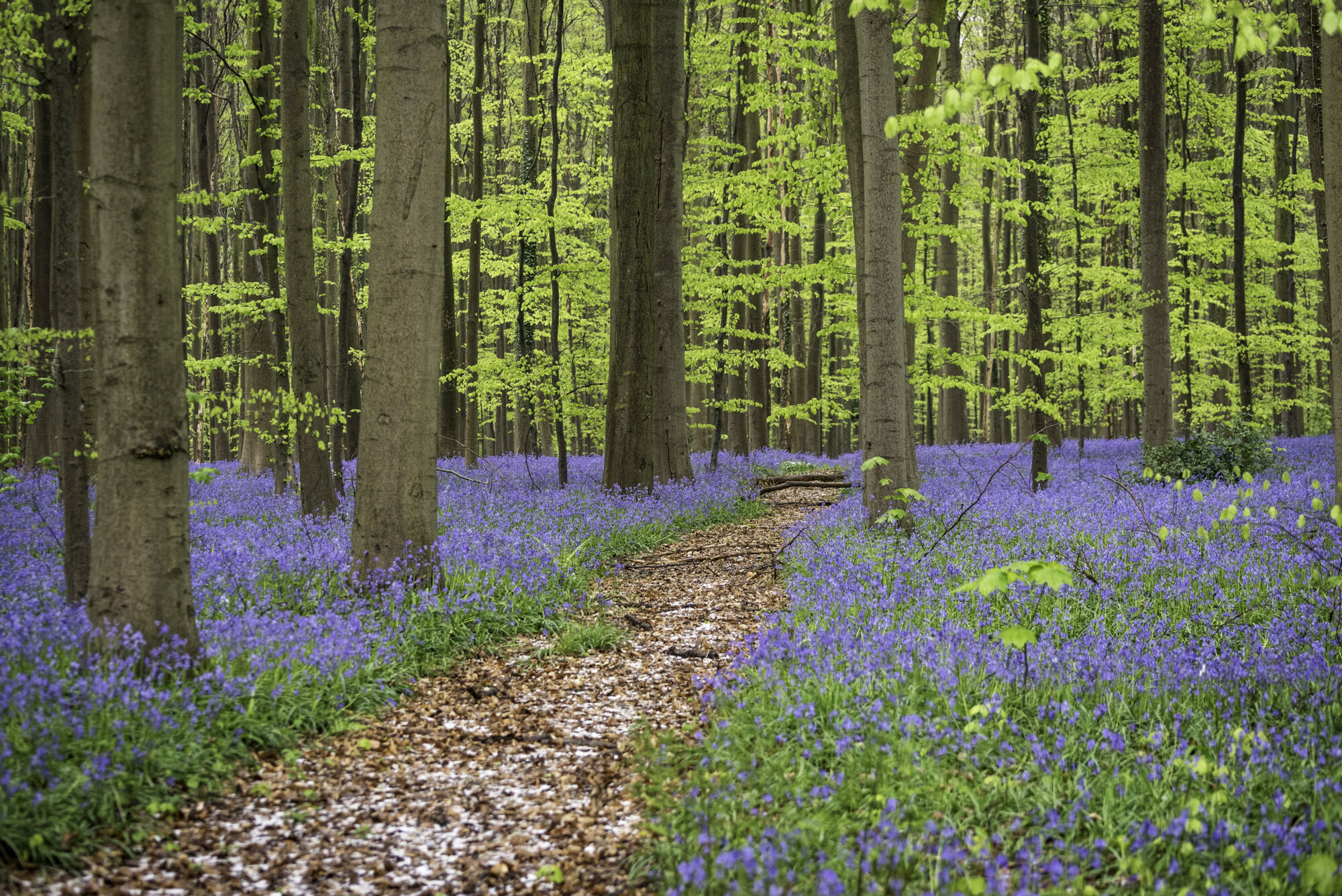 Hallerbos biologie (60).jpg