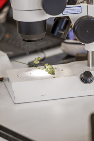 Biologiepracticum bachelor  