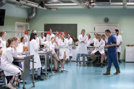 Diergeneeskunde practicum