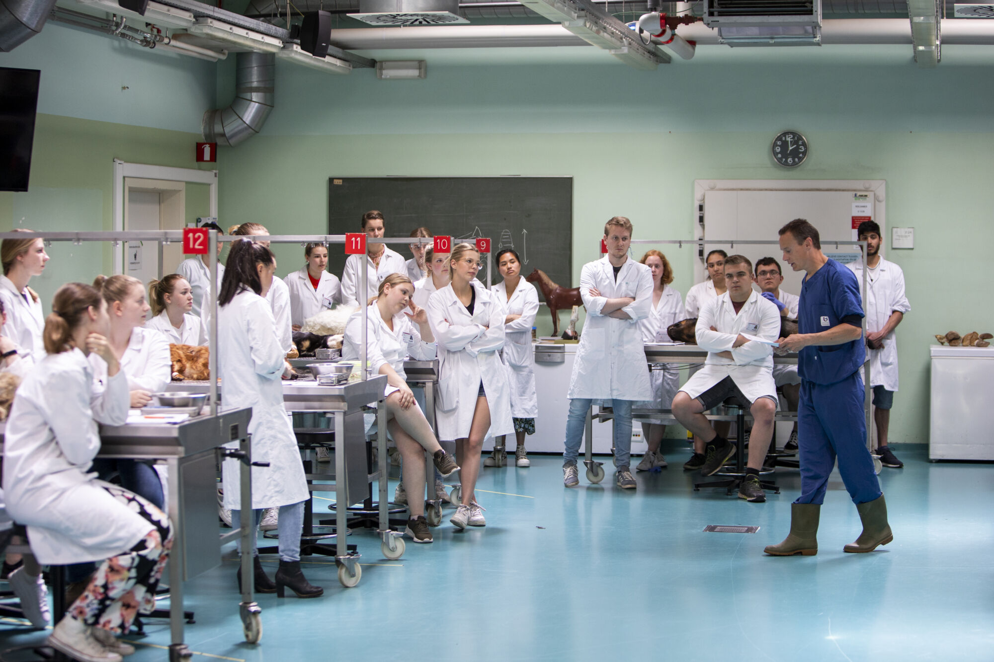 Diergeneeskunde practicum