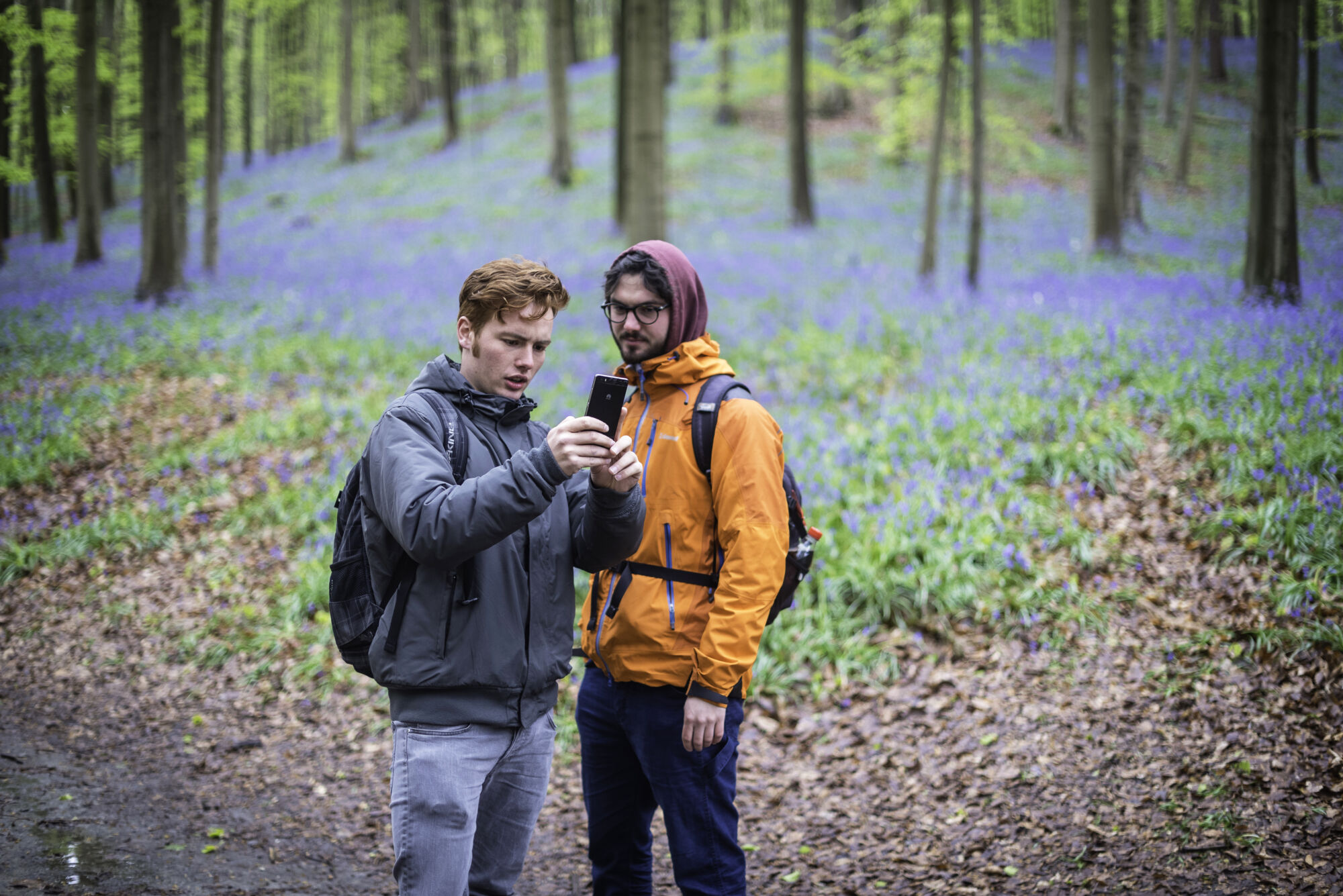 Hallerbos biologie (19).jpg
