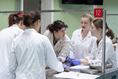 Diergeneeskunde practicum