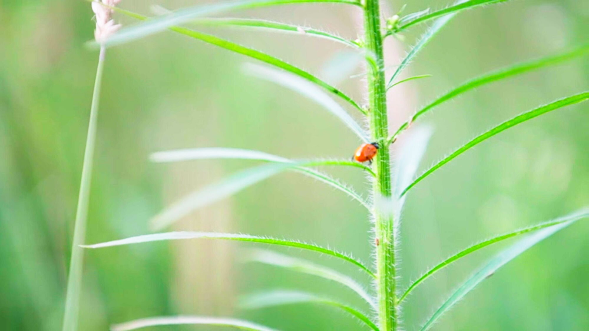 Biodiversiteit UAntwerpen 2021 (43).jpg