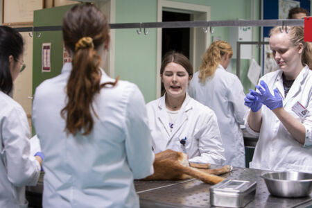 Diergeneeskunde practicum