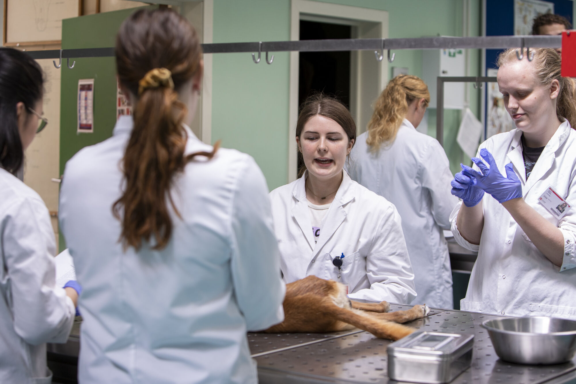 Diergeneeskunde practicum