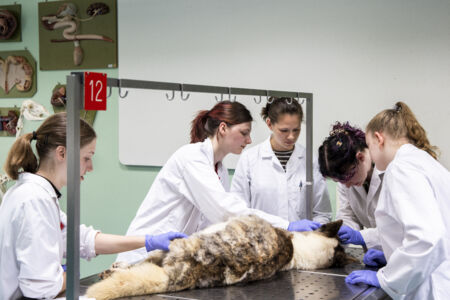 Diergeneeskunde practicum