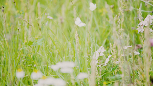 Biodiversiteit UAntwerpen 2021 (35).jpg