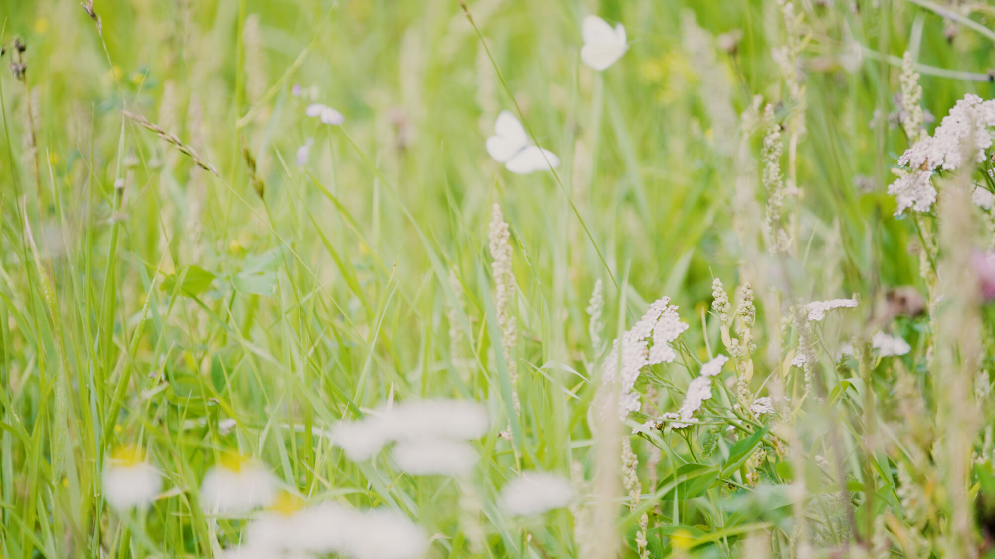 Biodiversiteit UAntwerpen 2021 (35).jpg