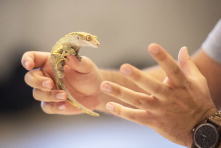 Biologie - amfibieën en reptielen (29).jpg