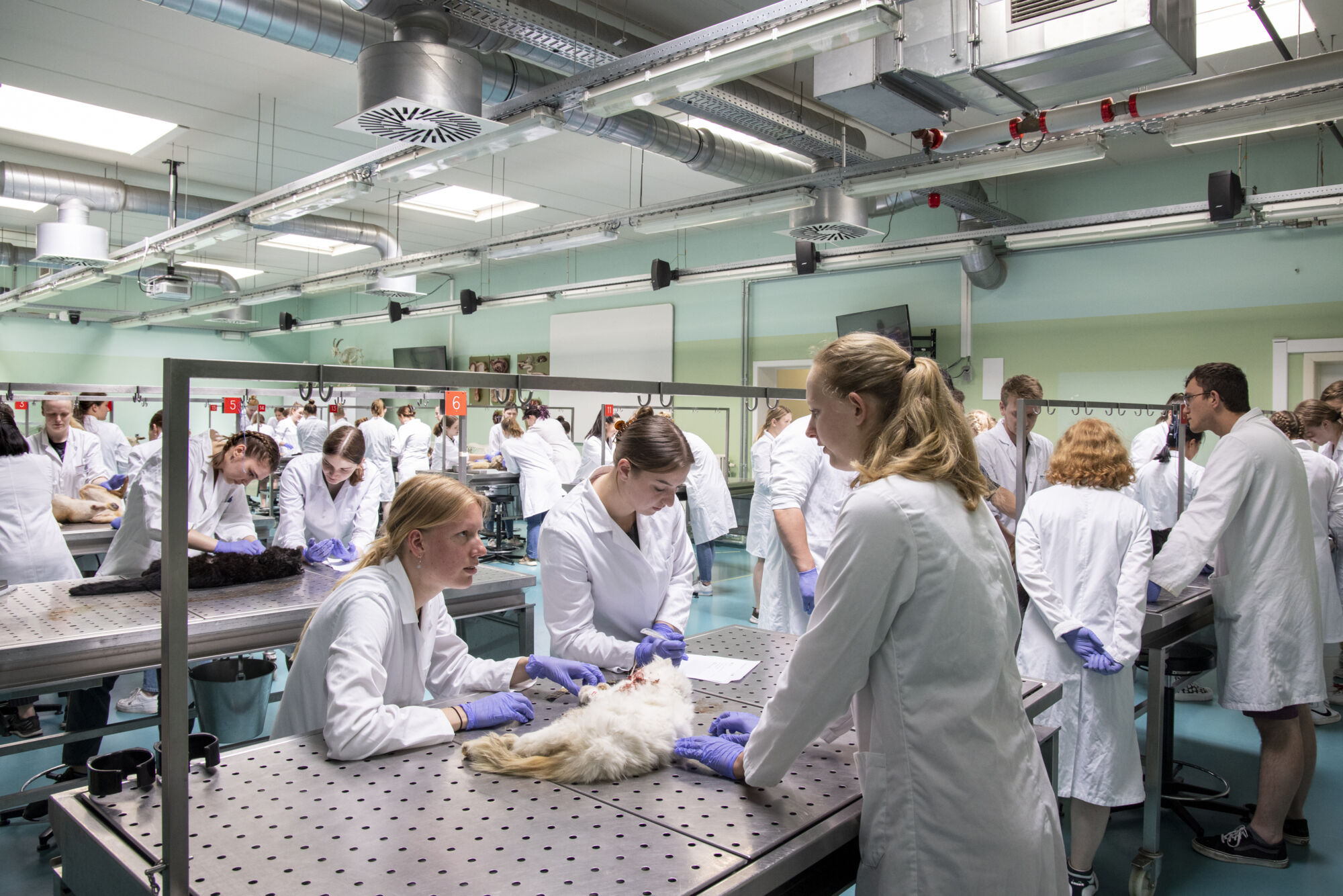 Diergeneeskunde practicum