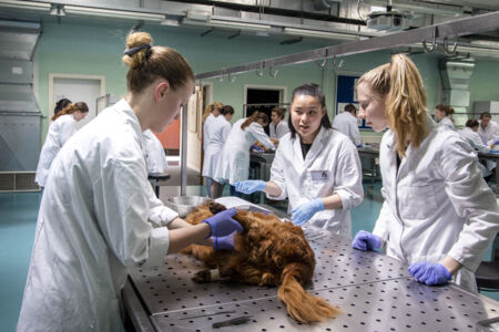 Diergeneeskunde practicum