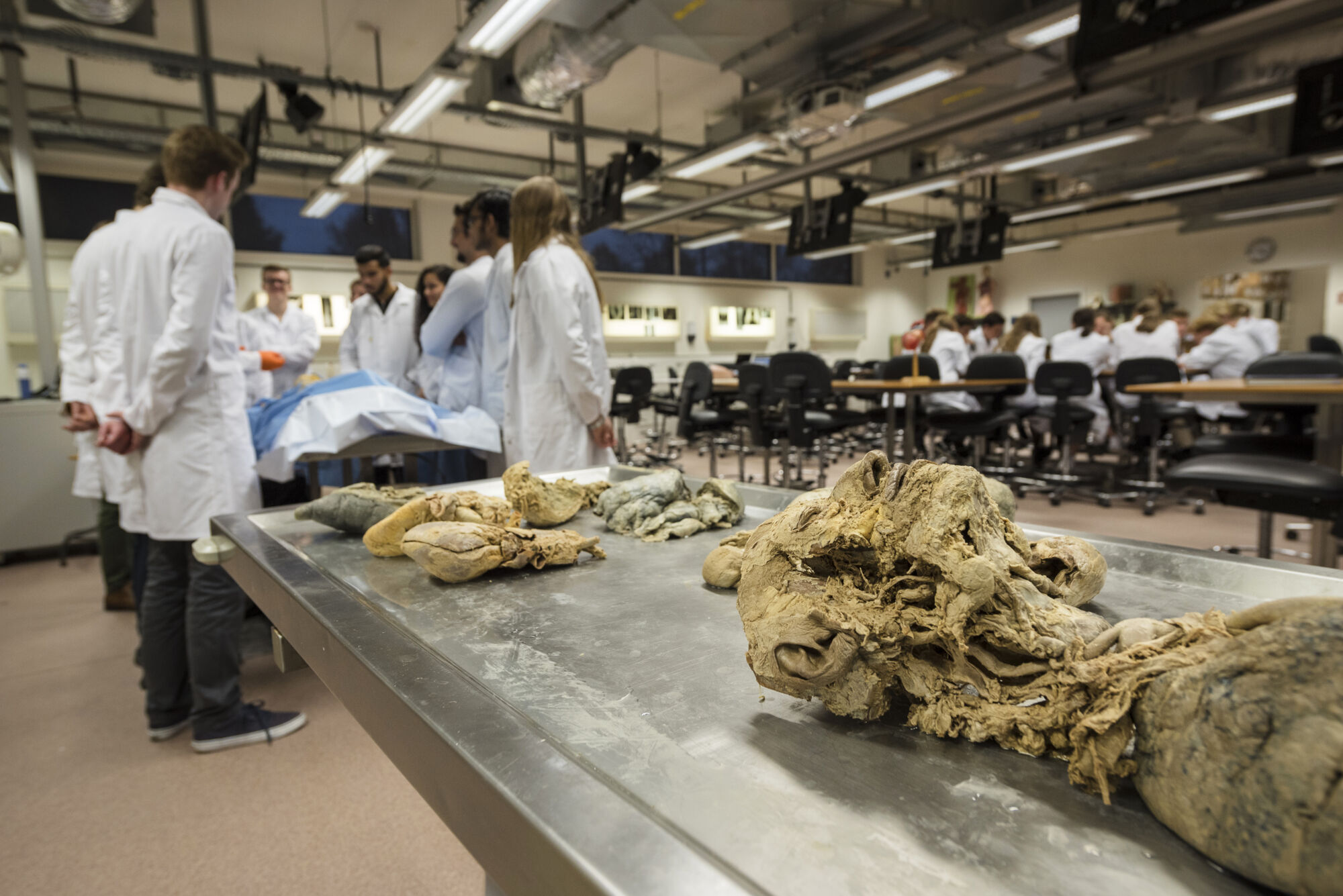 Anatomiepracticum geneeskunde (10).jpg