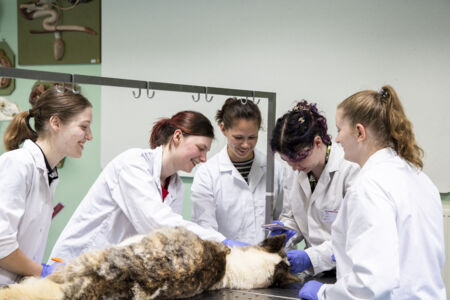 Diergeneeskunde practicum