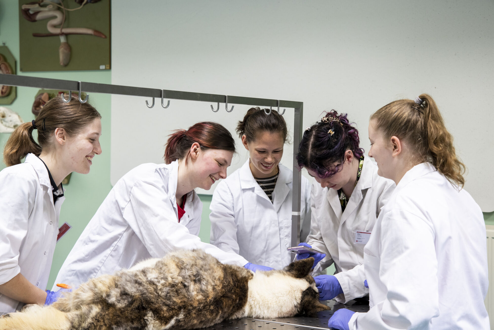 Diergeneeskunde practicum