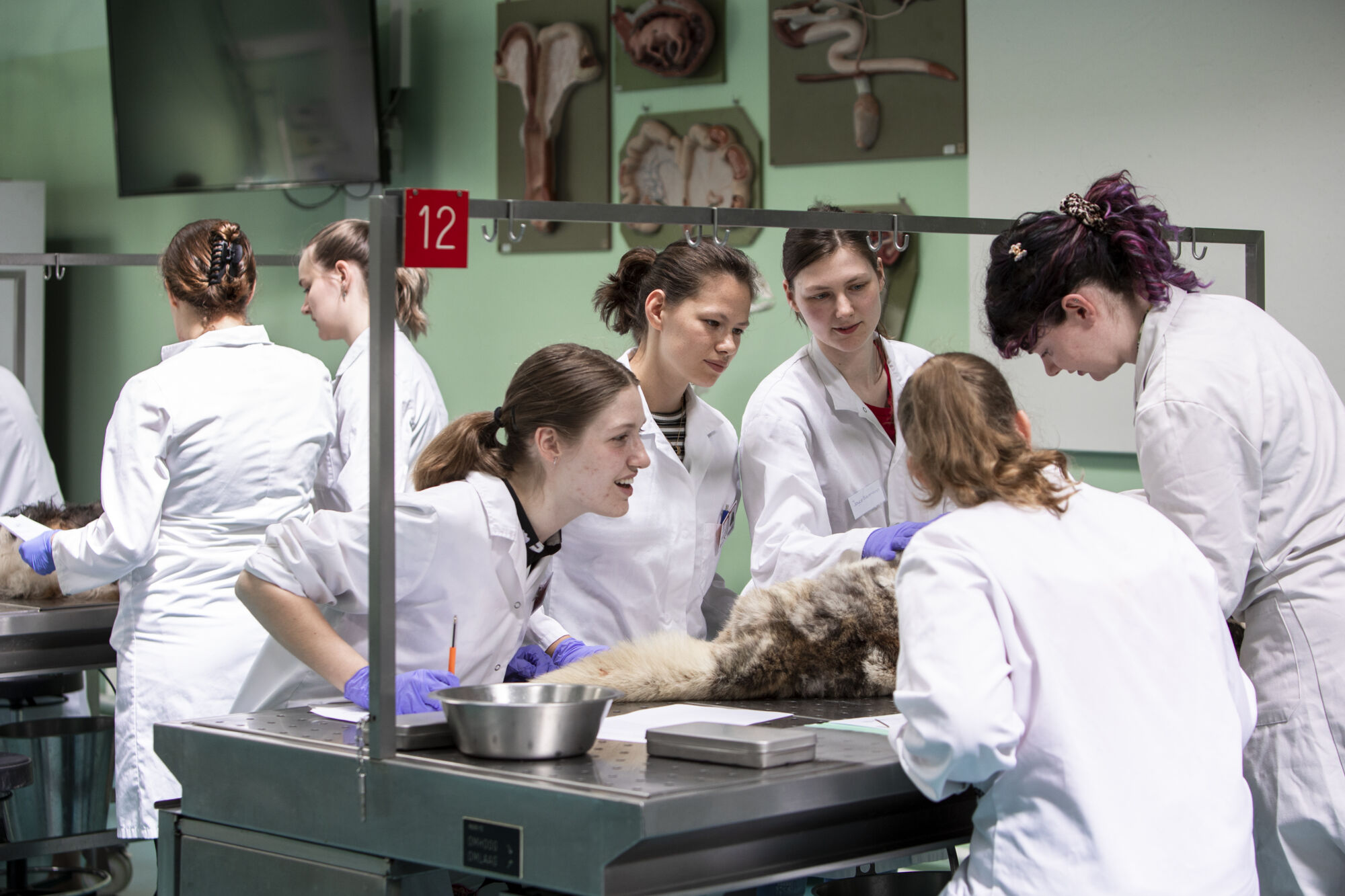 Diergeneeskunde practicum