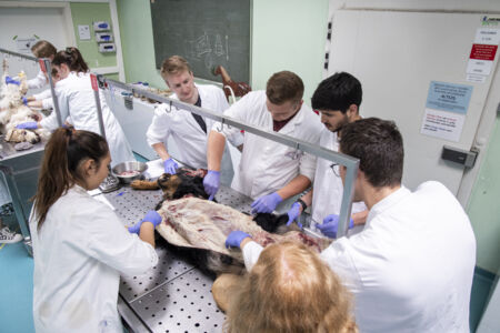 Diergeneeskunde practicum