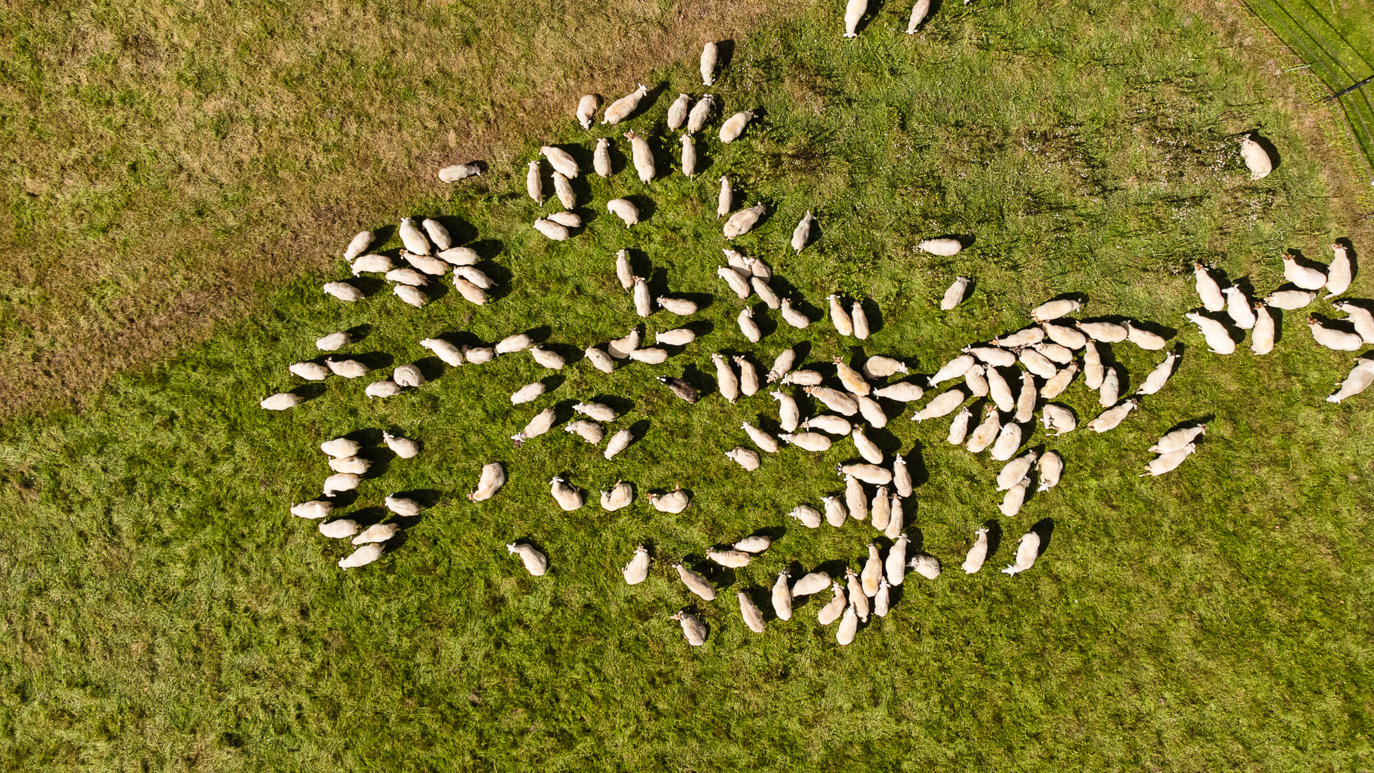 Biodiversiteit UAntwerpen 2021 (1).jpg