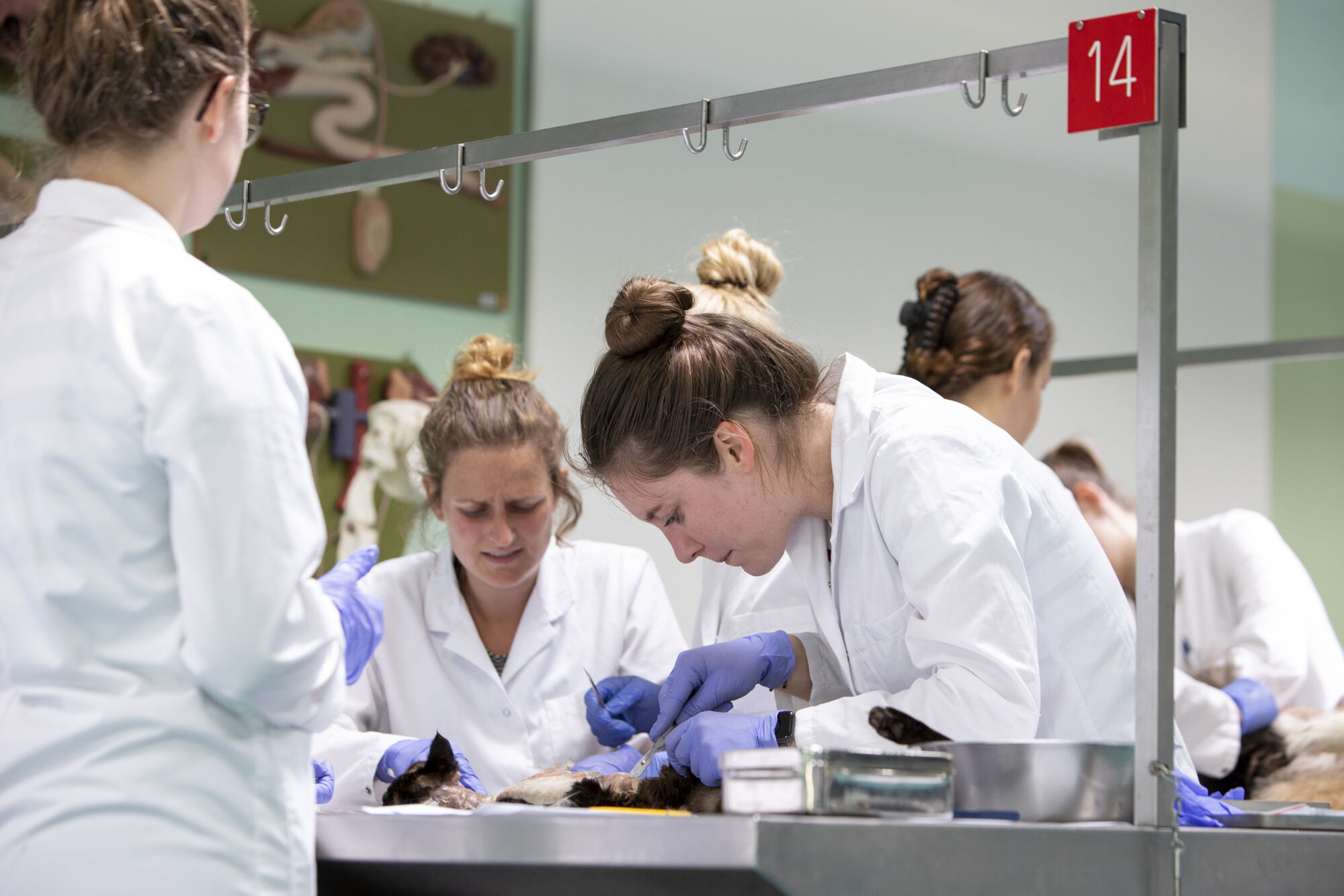 Diergeneeskunde practicum