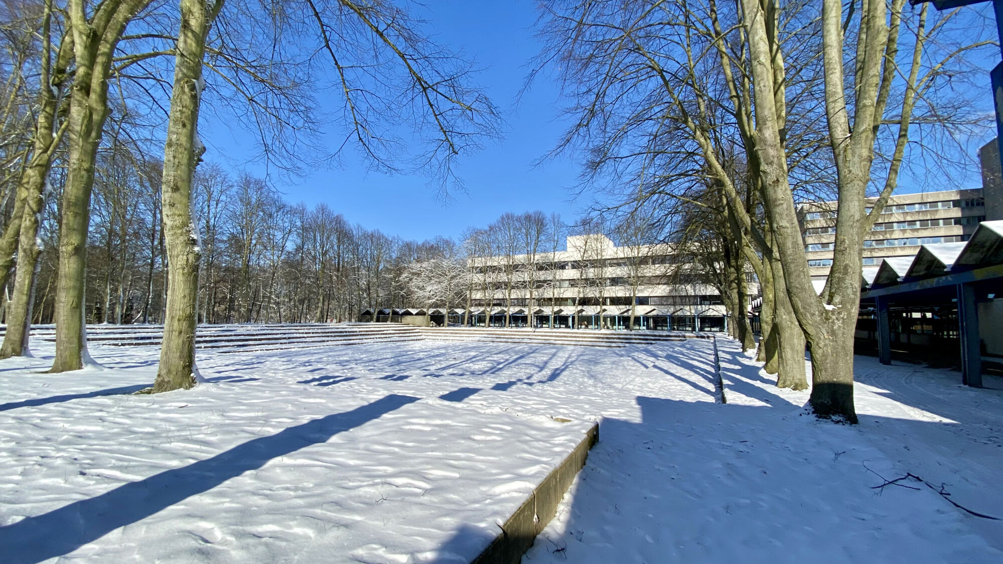 Sneeuwbeelden februari 2021 (19).jpeg