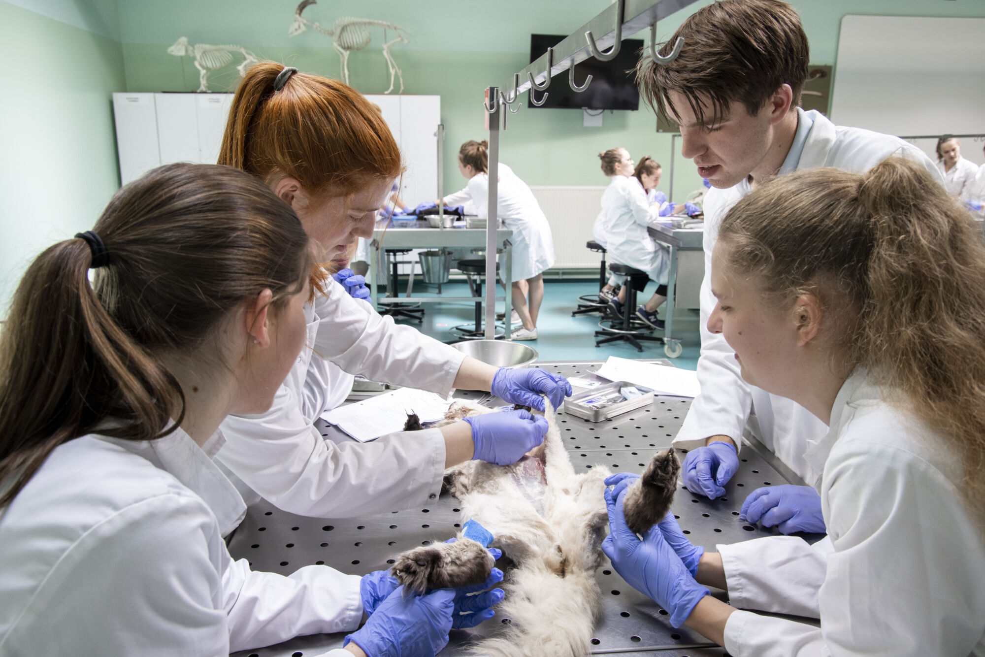 Diergeneeskunde practicum
