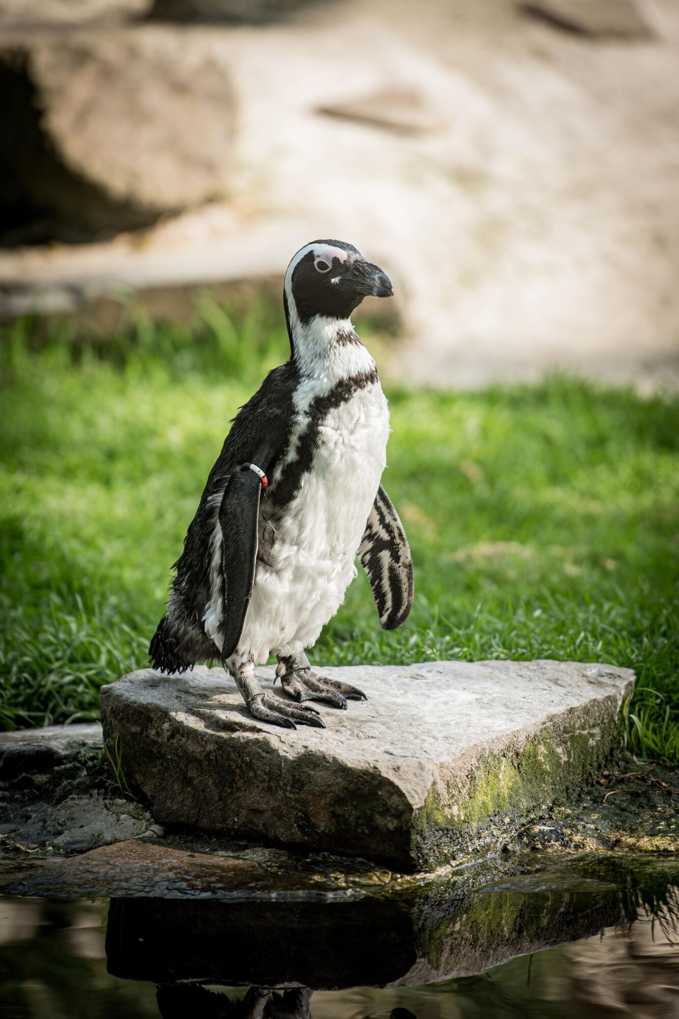 ZOO Antwerpen vanuituwkot (21).jpg