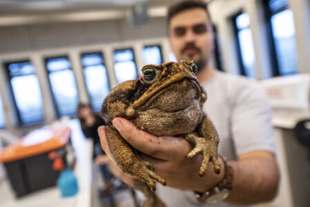 Biologie - amfibieën en reptielen (72).jpg