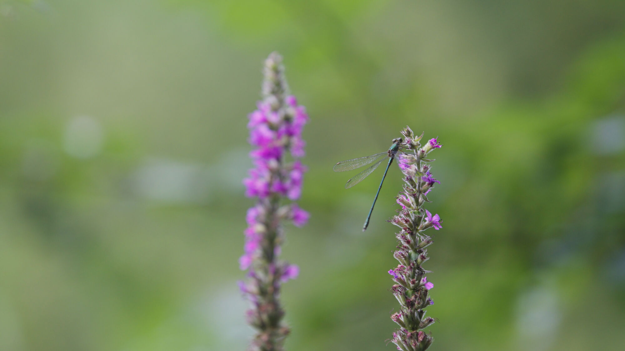 Biodiversiteit UAntwerpen 2021 (29).jpg