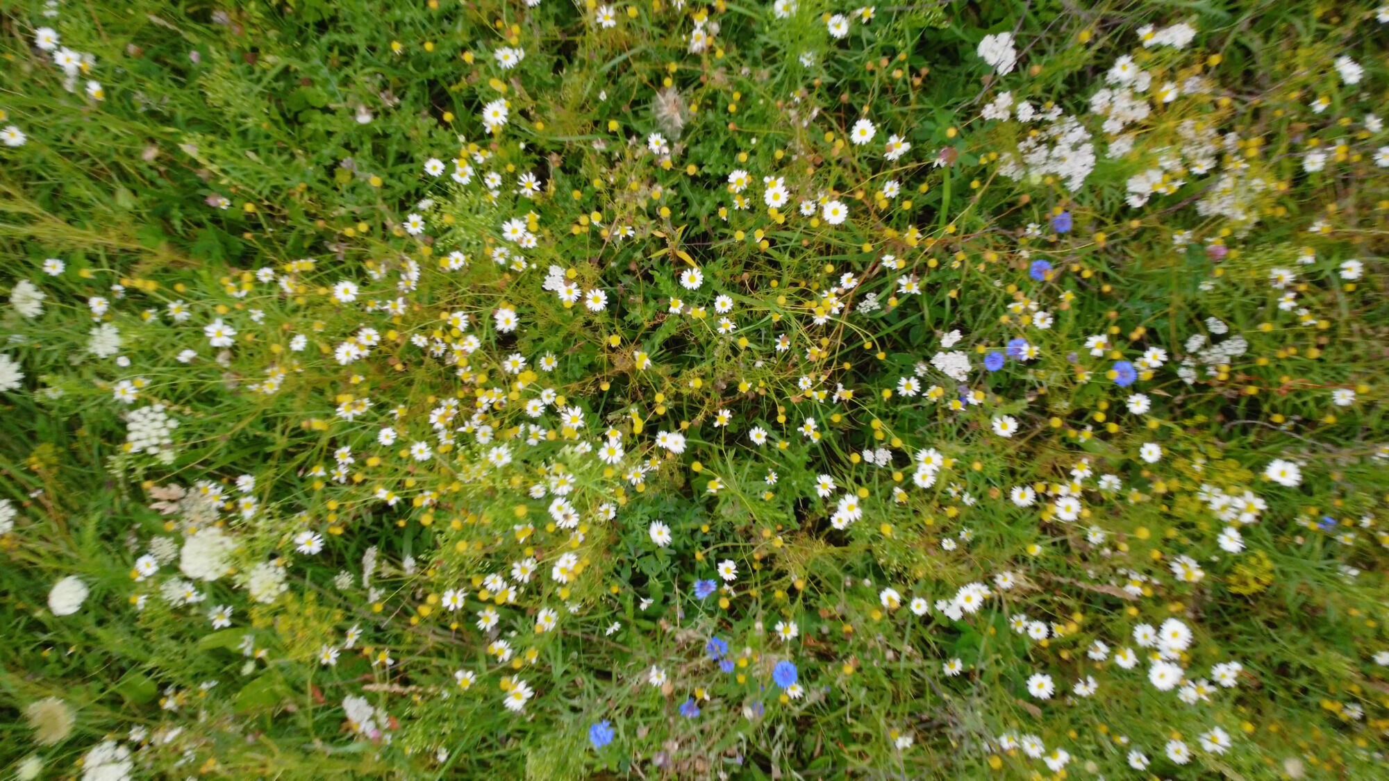 Biodiversiteit UAntwerpen 2021 (15).jpg