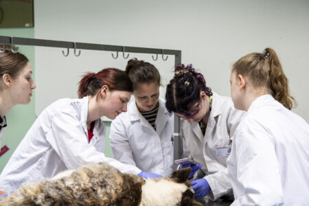 Diergeneeskunde practicum