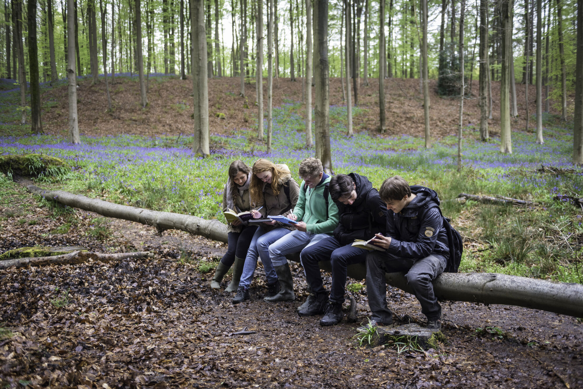 Hallerbos biologie (22).jpg