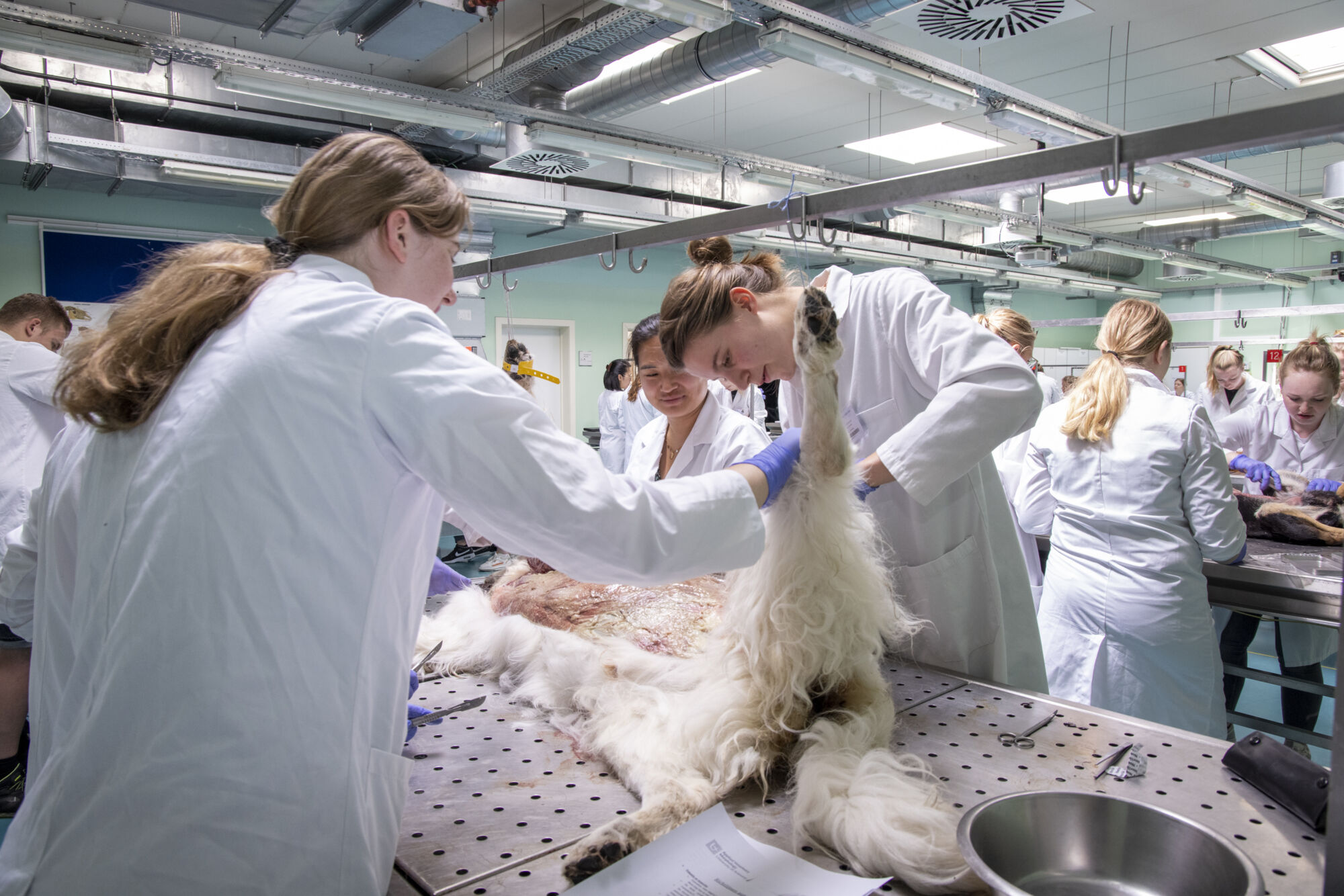 Diergeneeskunde practicum