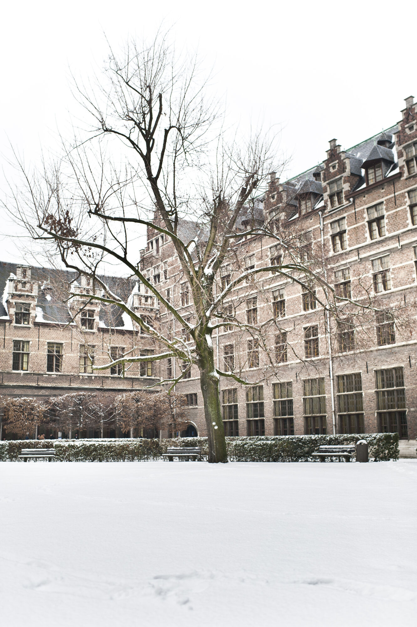 Sneeuwbeelden (2).jpg