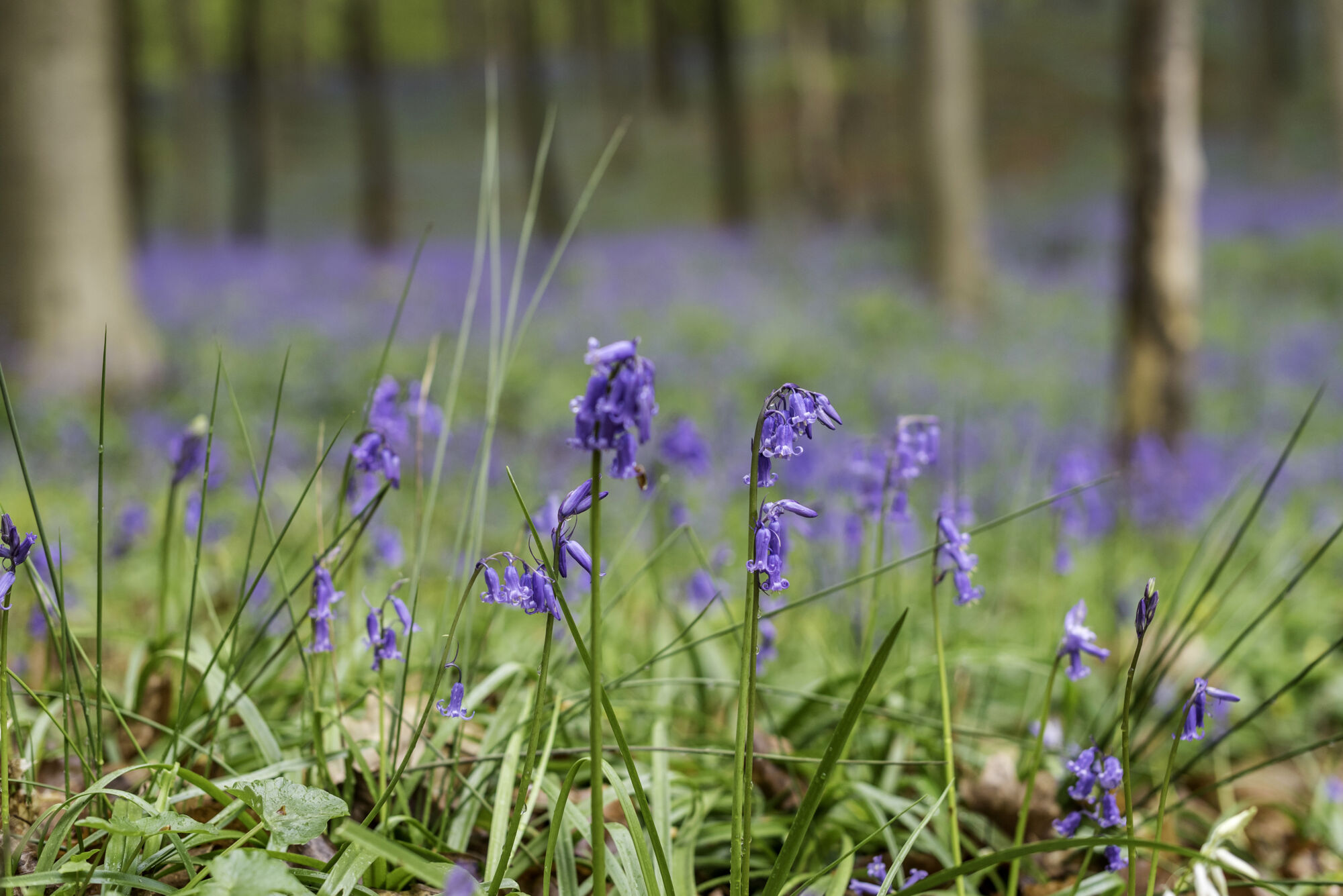 Hallerbos biologie (10).jpg