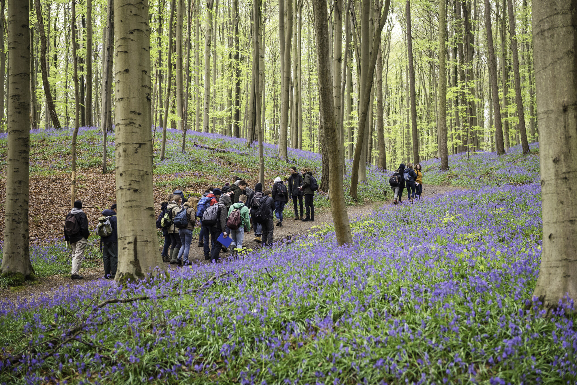 Hallerbos biologie (24).jpg