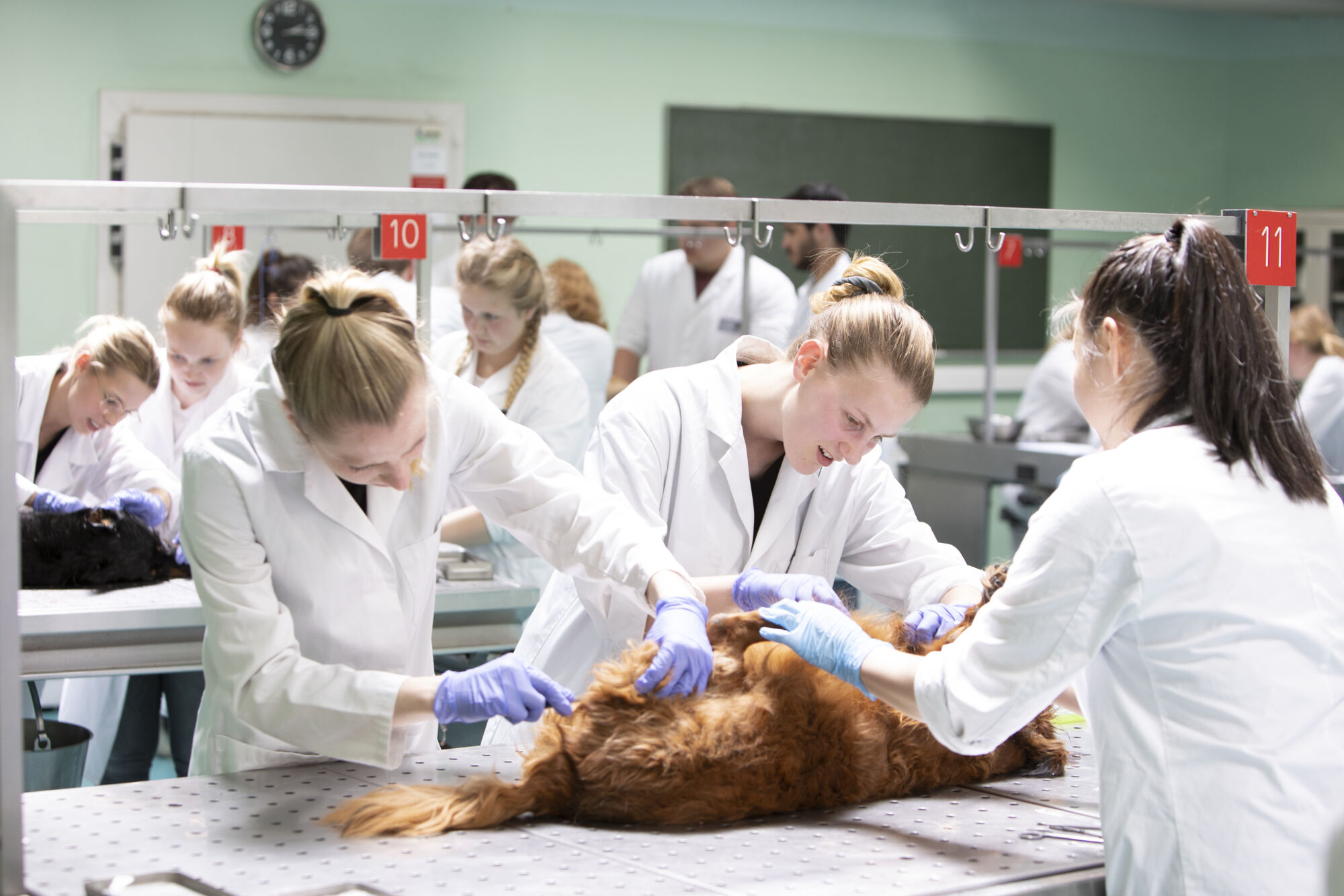 Diergeneeskunde practicum