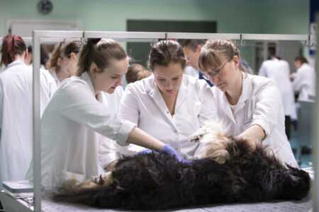 Diergeneeskunde practicum