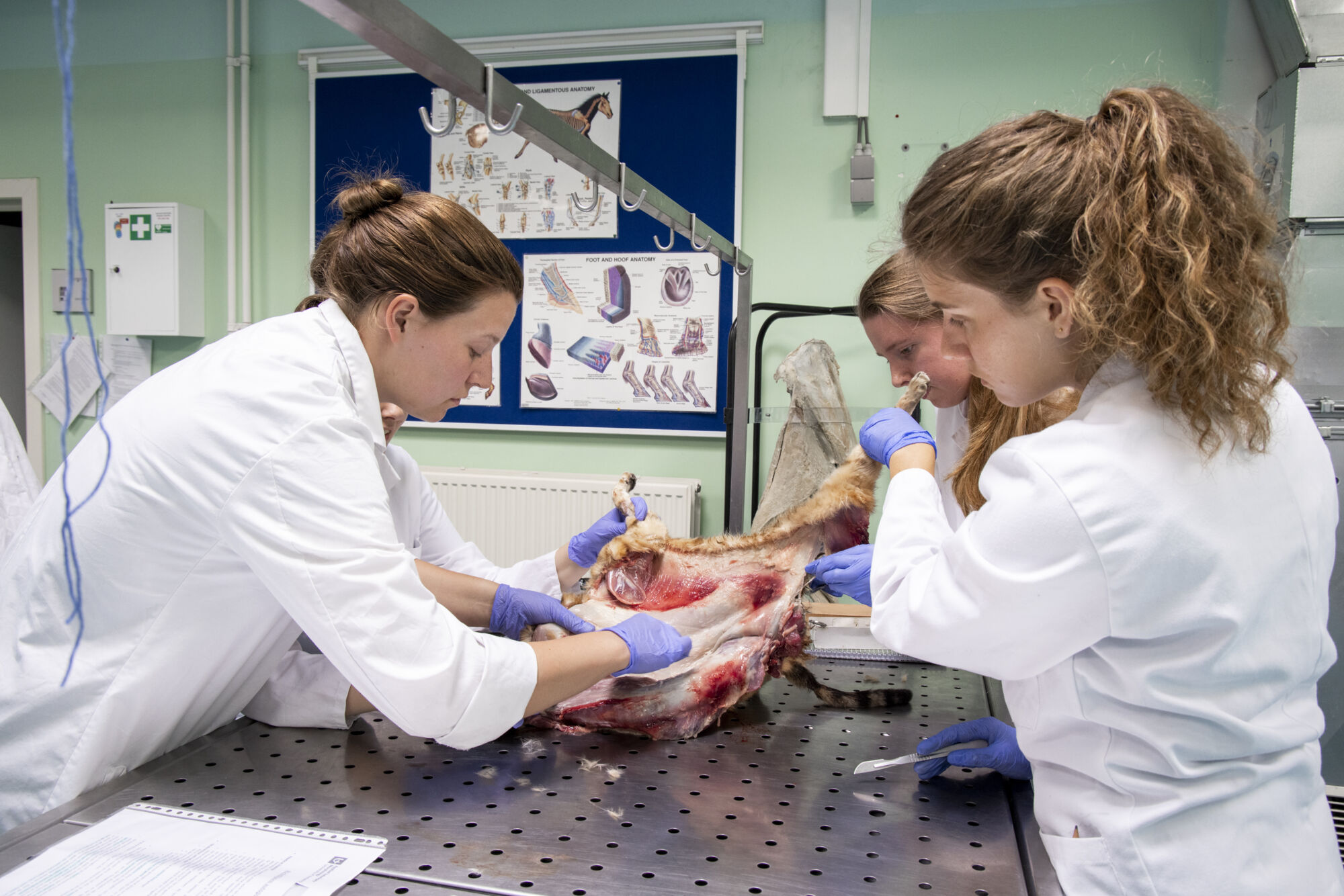 Diergeneeskunde practicum