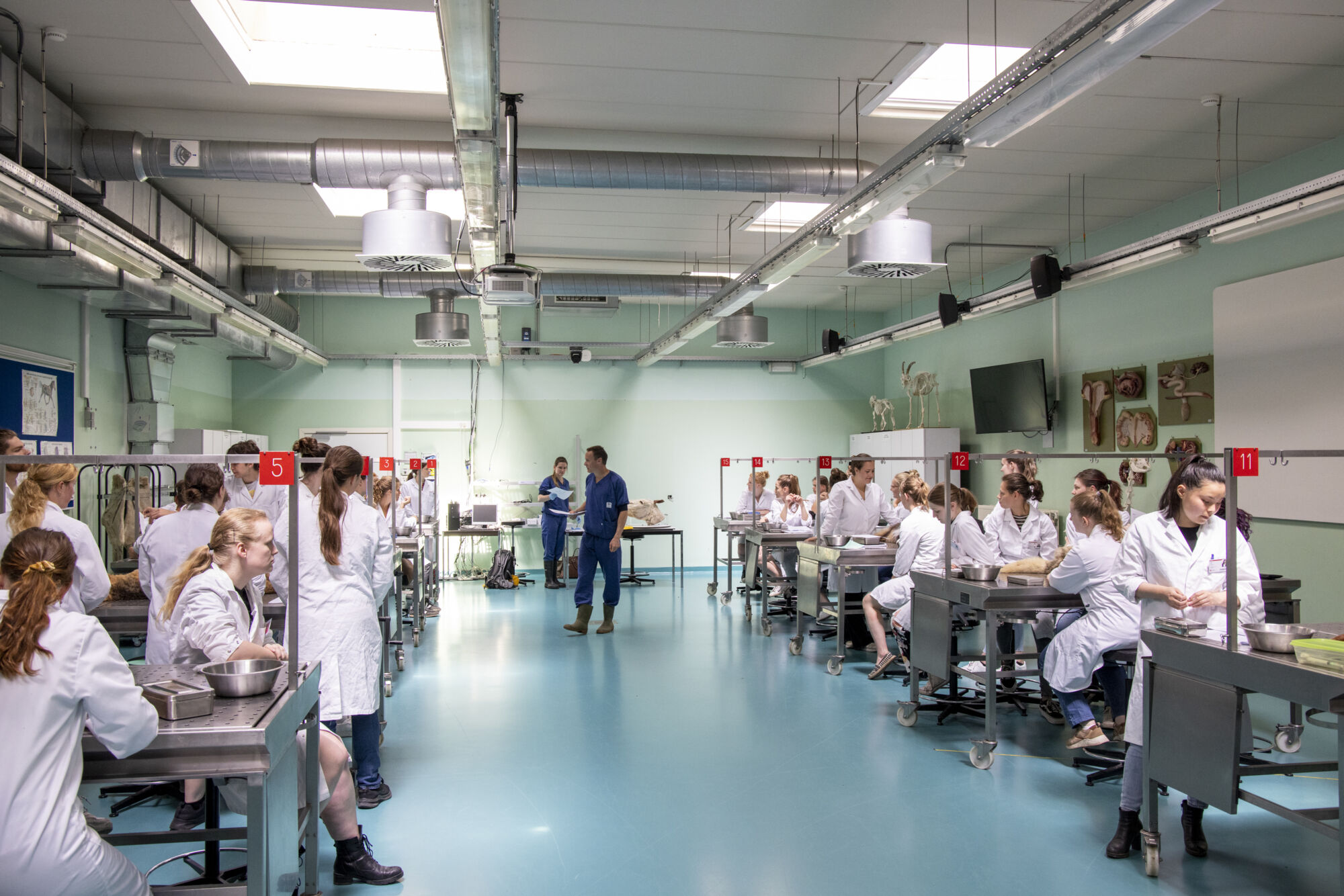 Diergeneeskunde practicum